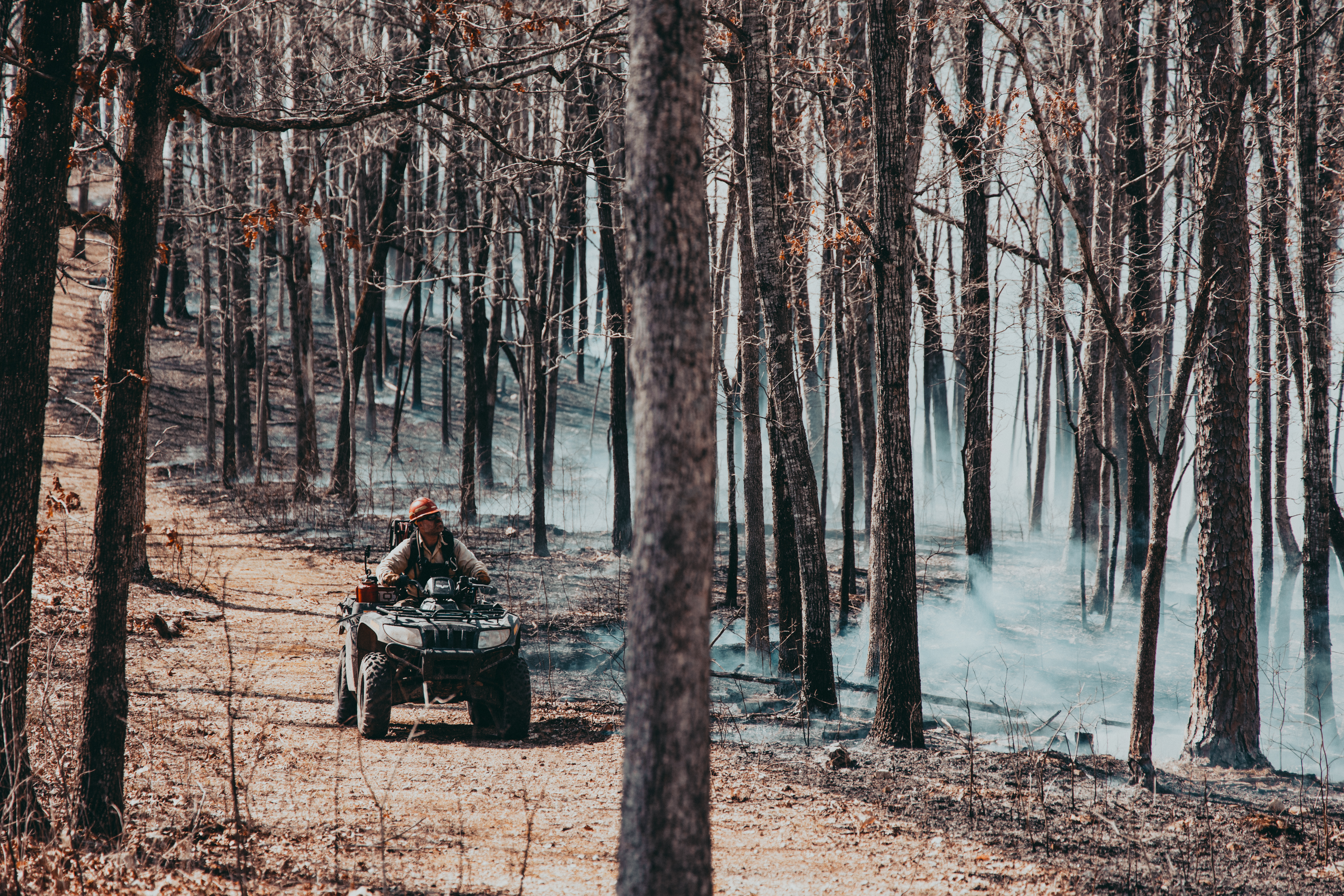 "man sits on fourwheeler and drives along edge of a controlled burn in a forest.